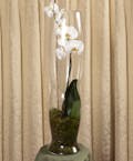 Phalaenopsis Plant Elegance Vase