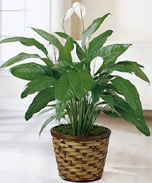 Also known as a &quot;Peace Lily&quot; plant 