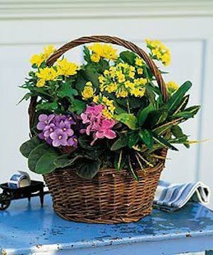 A delightful basket of live plants